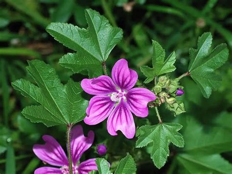 Mallow: Pictures, Flowers, Leaves & Identification .